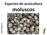 Especies de acuicultura. Moluscos